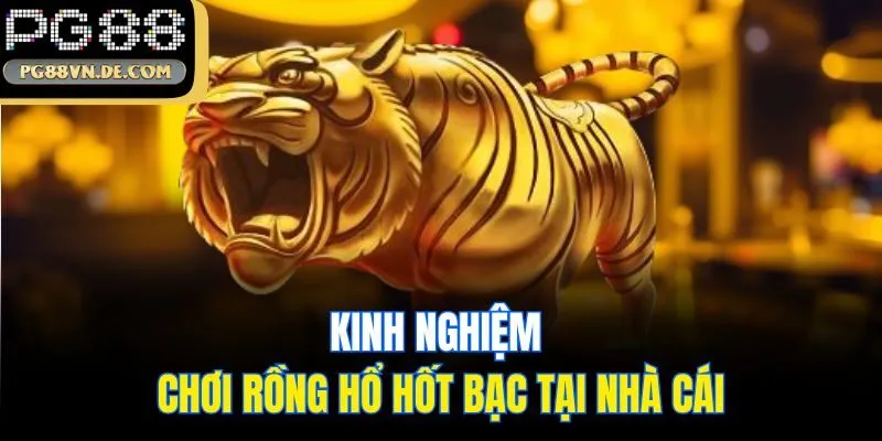 PG88 Mách Bạn Cách Chơi Rồng Hổ Chinh Phục Núi Tiền Thưởng 7 Kinh nghiệm chơi Rồng Hổ hốt bạc tại nhà cái